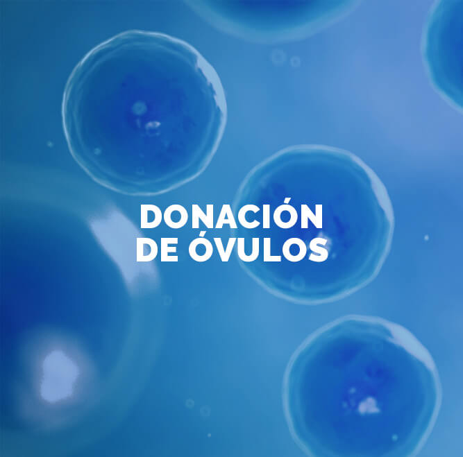 tratamiento donacion de ovulos